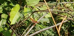 Neurothemis fulvia