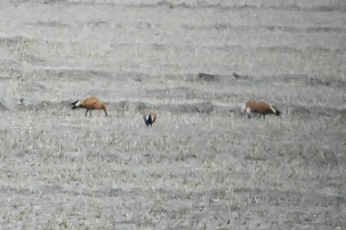 Ruddy Shelduck