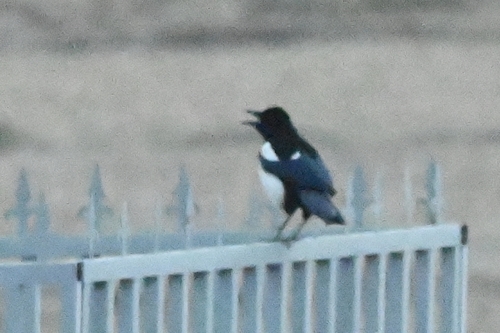 Black-rumped Magpie