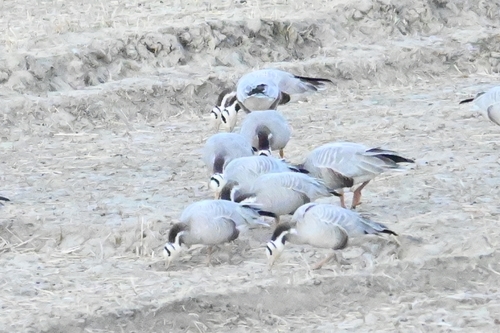 Bar-headed Goose