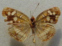 Anthanassa drusilla