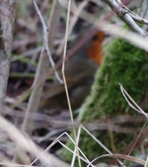 Erithacus rubecula
