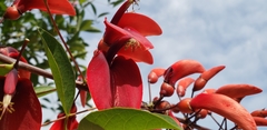 Erythrina crista-galli