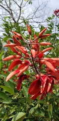 Erythrina crista-galli