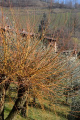 Salix × fragilis vitellina