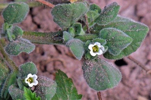 Nama jamaicensis