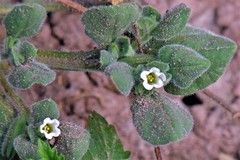 Nama jamaicensis
