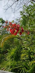 Erythrina crista-galli