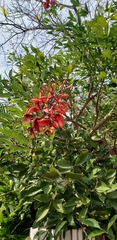 Erythrina crista-galli