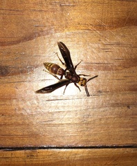 Montezumia ferruginea