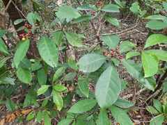Psychotria asiatica