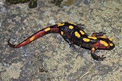Salamandra algira splendens