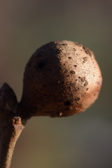 Andricus infectorius