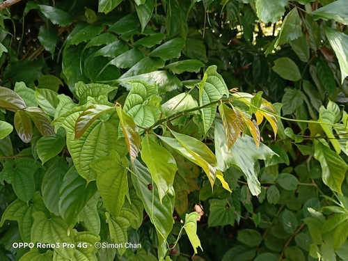 Lindera lucida observed 2022-01-16