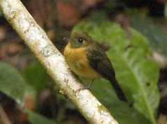 Myiobius sulphureipygius