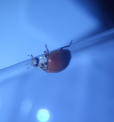 Harmonia axyridis