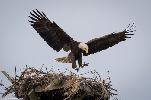 Bald Eagle