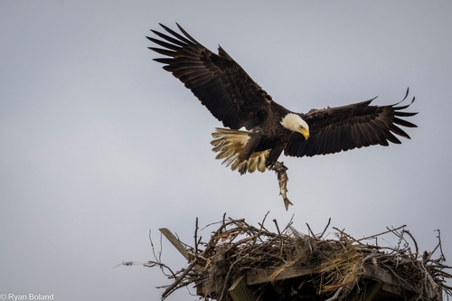Bald Eagle