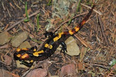 Salamandra algira splendens