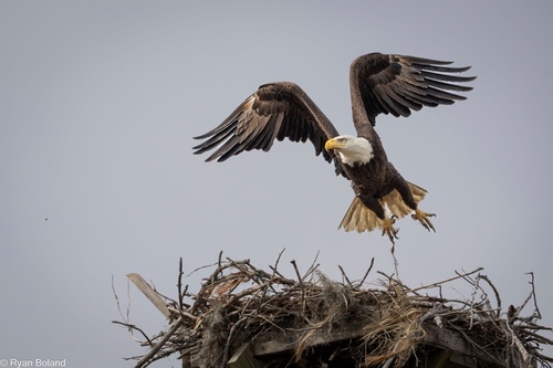 Bald Eagle