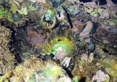 Pinctada imbricata