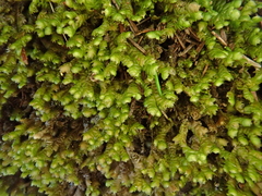 Frullania teneriffae