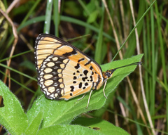 Byblia anvatara