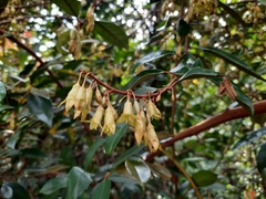 Elaeagnus loureirii