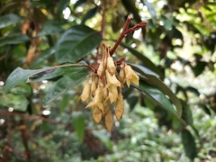 Elaeagnus loureirii