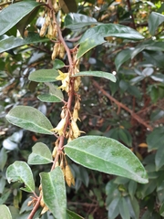 Elaeagnus loureirii