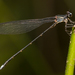 Clearwing Cascade Damsel - Photo (c) Héctor Ortega Salas, some rights reserved (CC BY-NC), uploaded by Héctor Ortega Salas