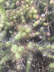 Opuntia pubescens