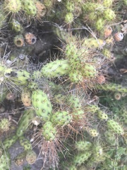 Opuntia pubescens