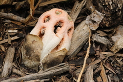 Clathrus transvaalensis