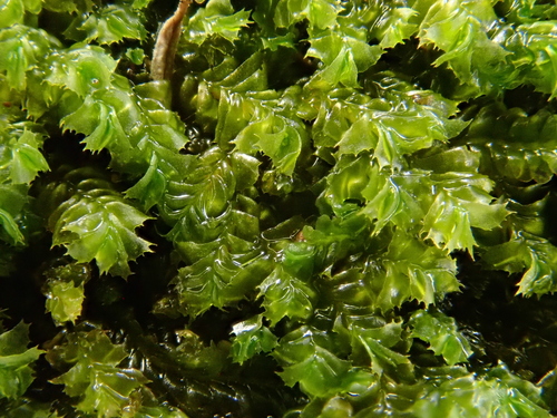 Plagiochila stricta