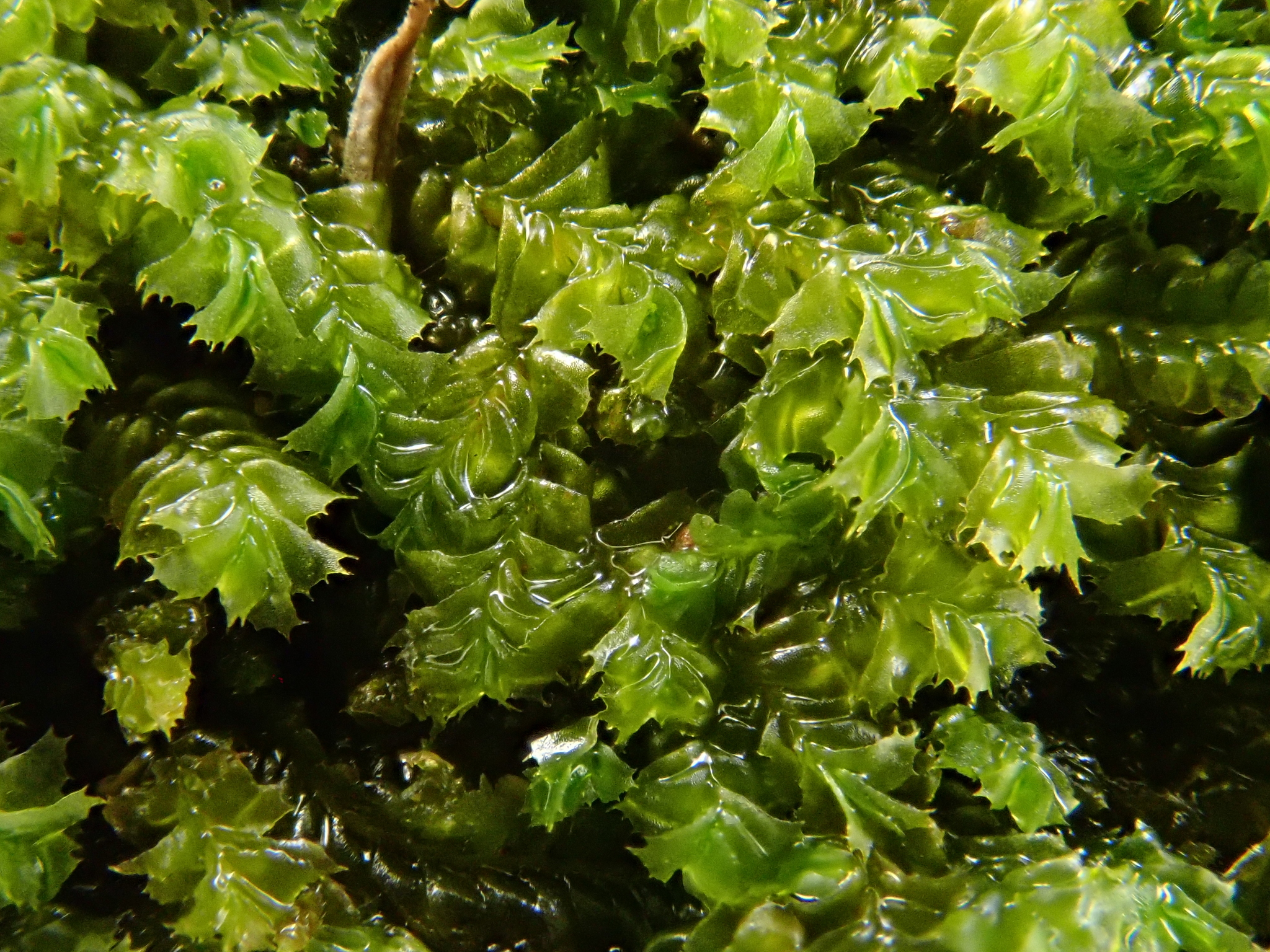 Plagiochila stricta