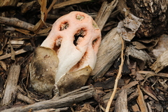 Clathrus transvaalensis