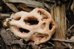 Clathrus transvaalensis