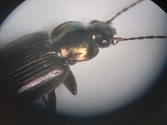 Agonum muelleri