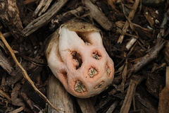 Clathrus transvaalensis