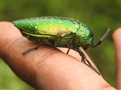 Sternocera