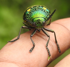 Sternocera