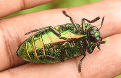 Sternocera