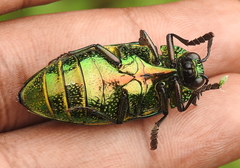 Sternocera