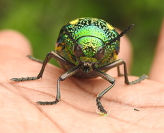 Sternocera