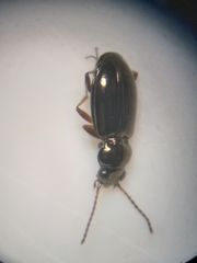 Bembidion lampros