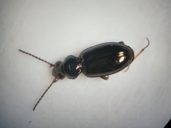 Bembidion lampros