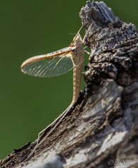 Callibaetis floridanus