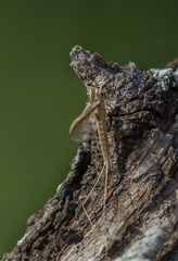 Callibaetis floridanus