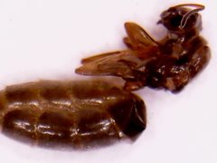 Dorymyrmex brunneus